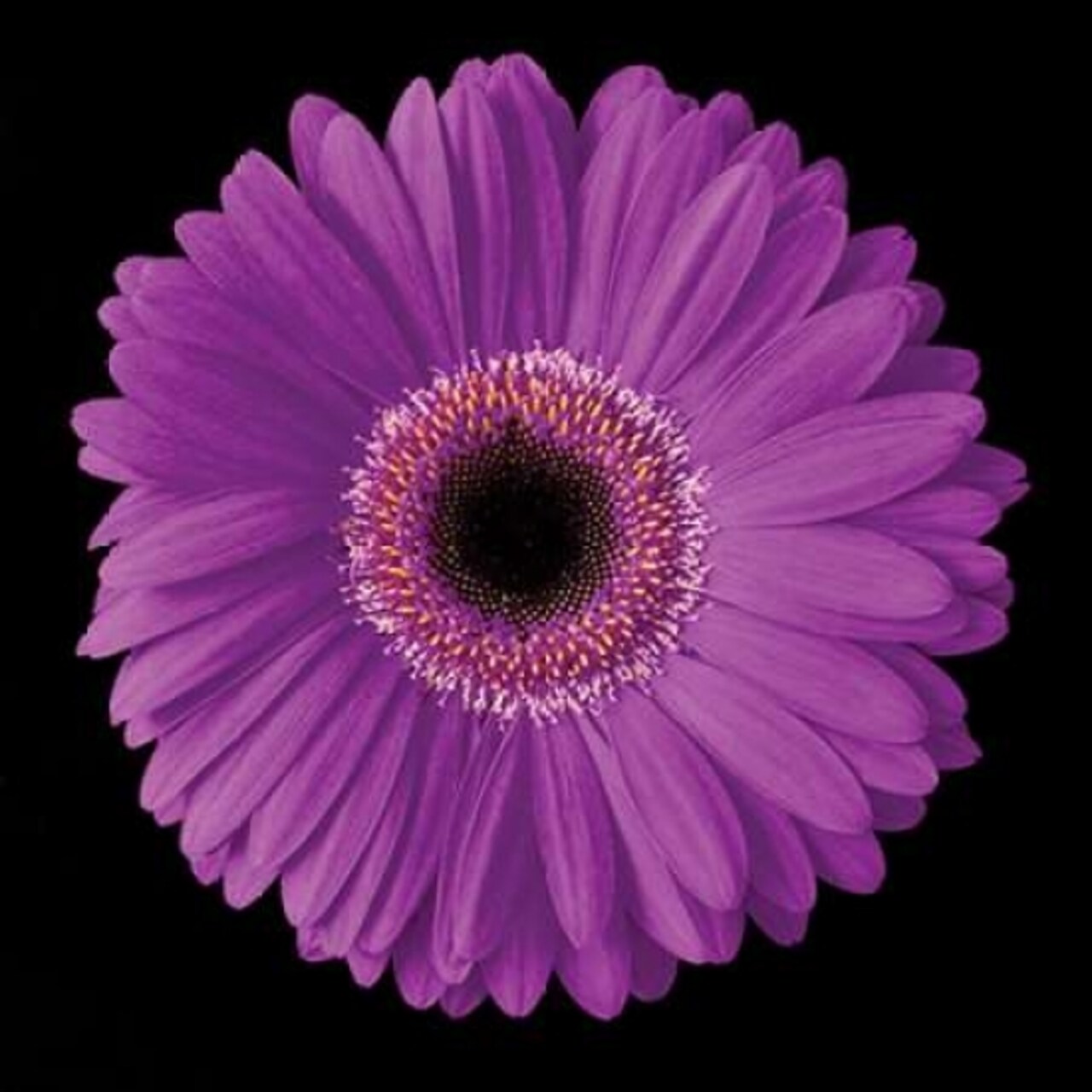 Gerbera Daisy Purple Poster Print by Jim Christensen - Item # VARPDXCRS017